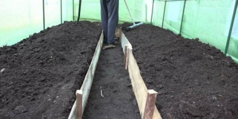 Kako uzgajati krastavce u stakleniku u jesen